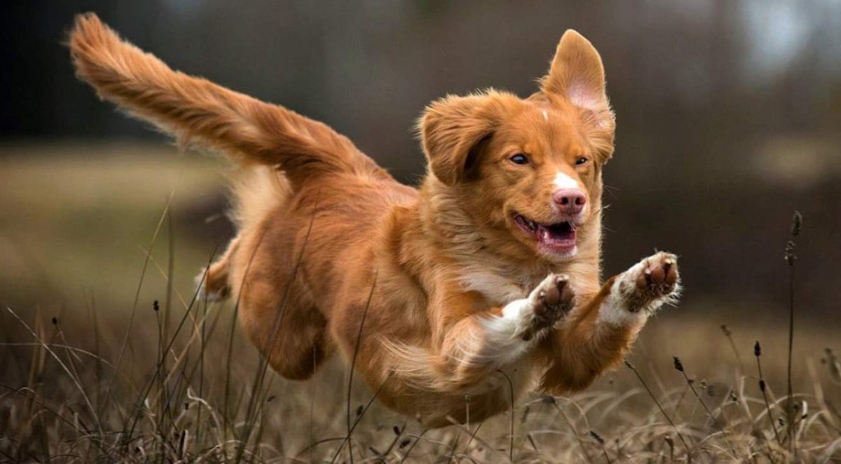 Собака Новошотландский ретривер