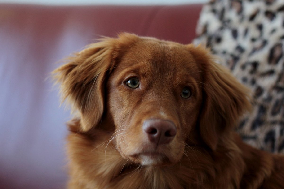 Ретривер черно рыжий