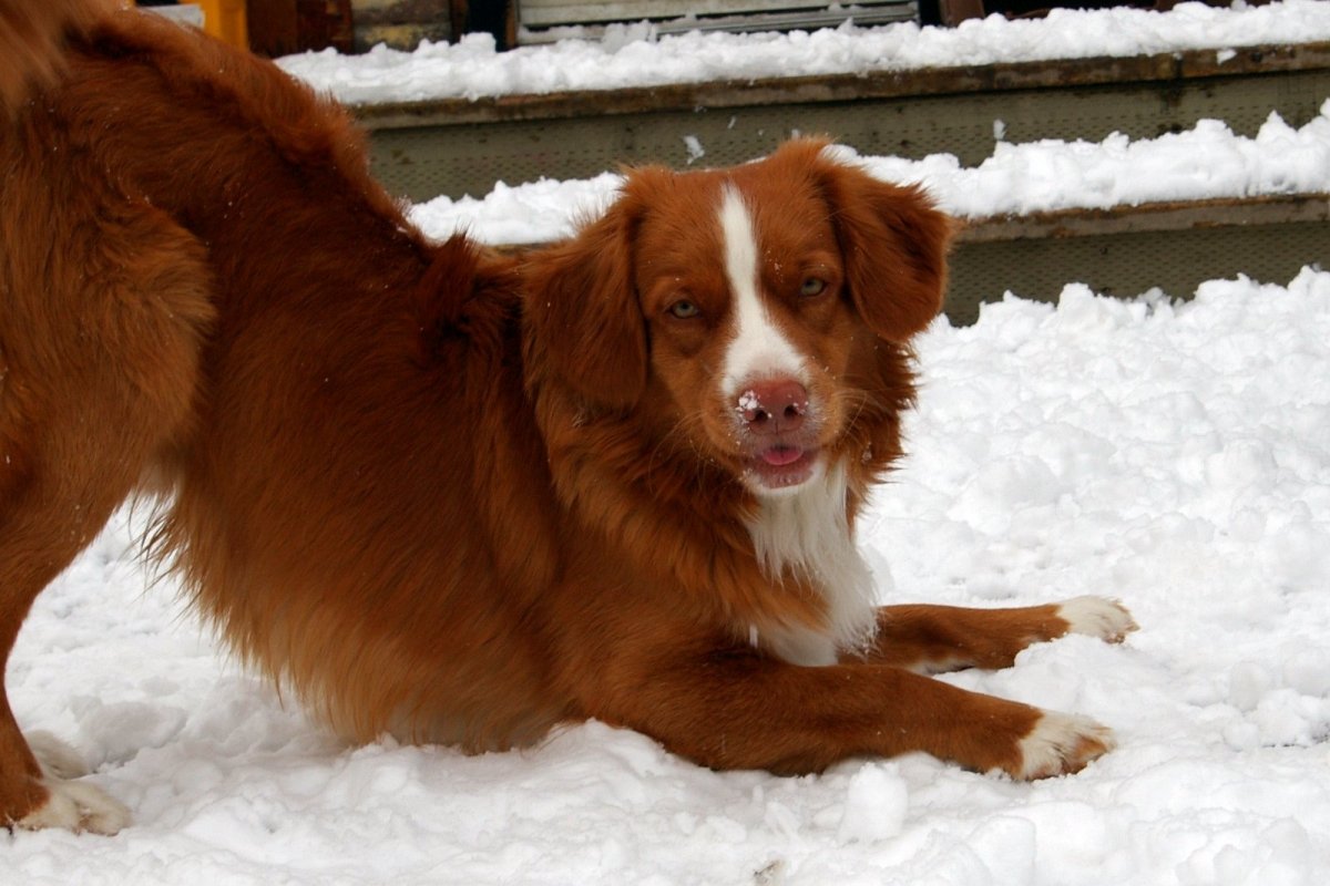 Агустен Толер
