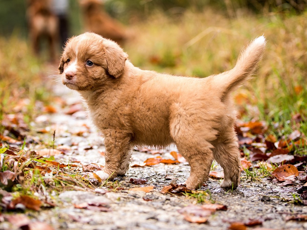 Фото милых собачек