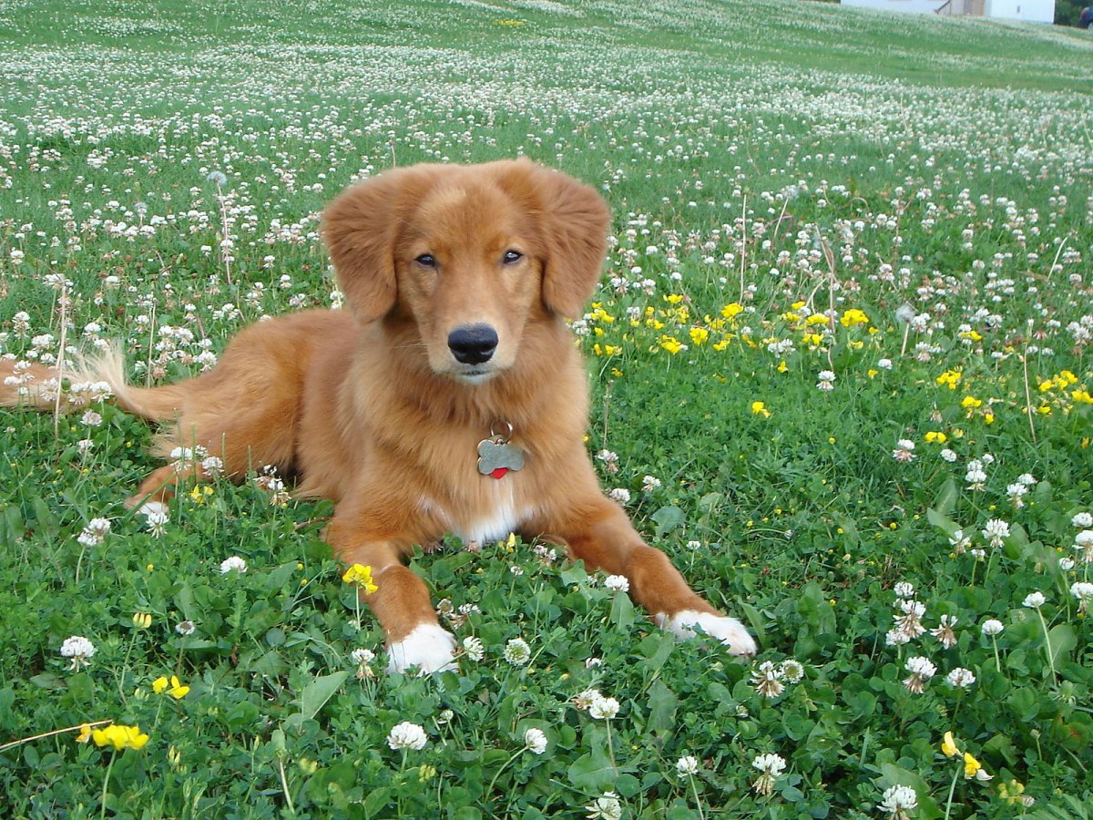 Новошотландский ретривер