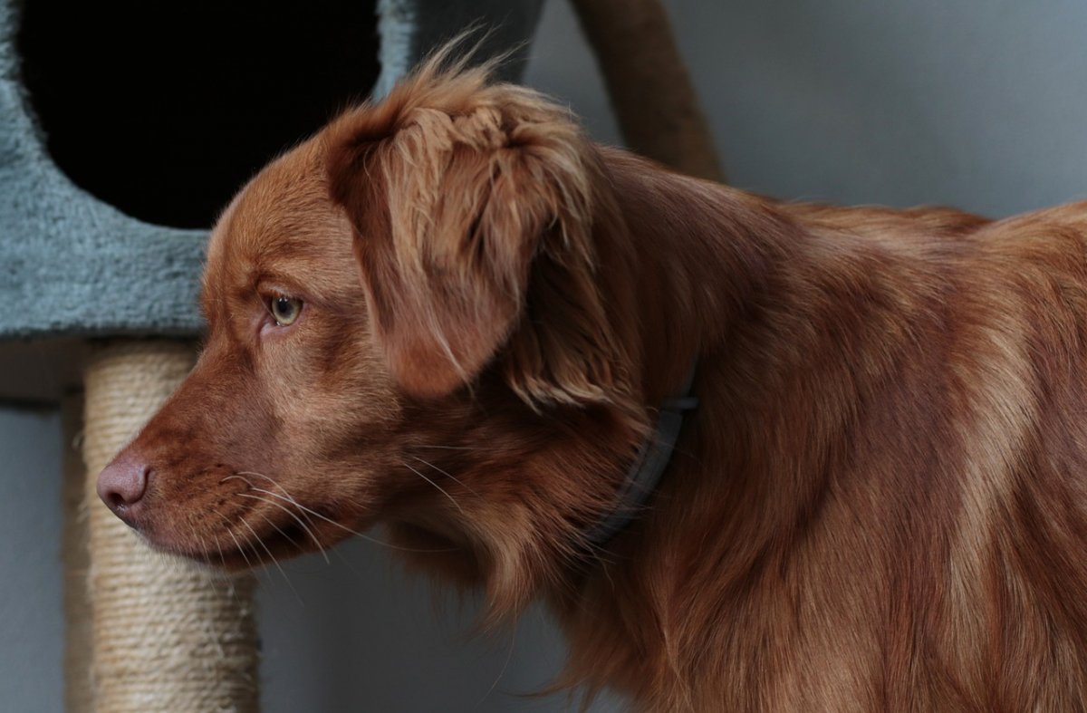 НКП Новошотландский ретривер