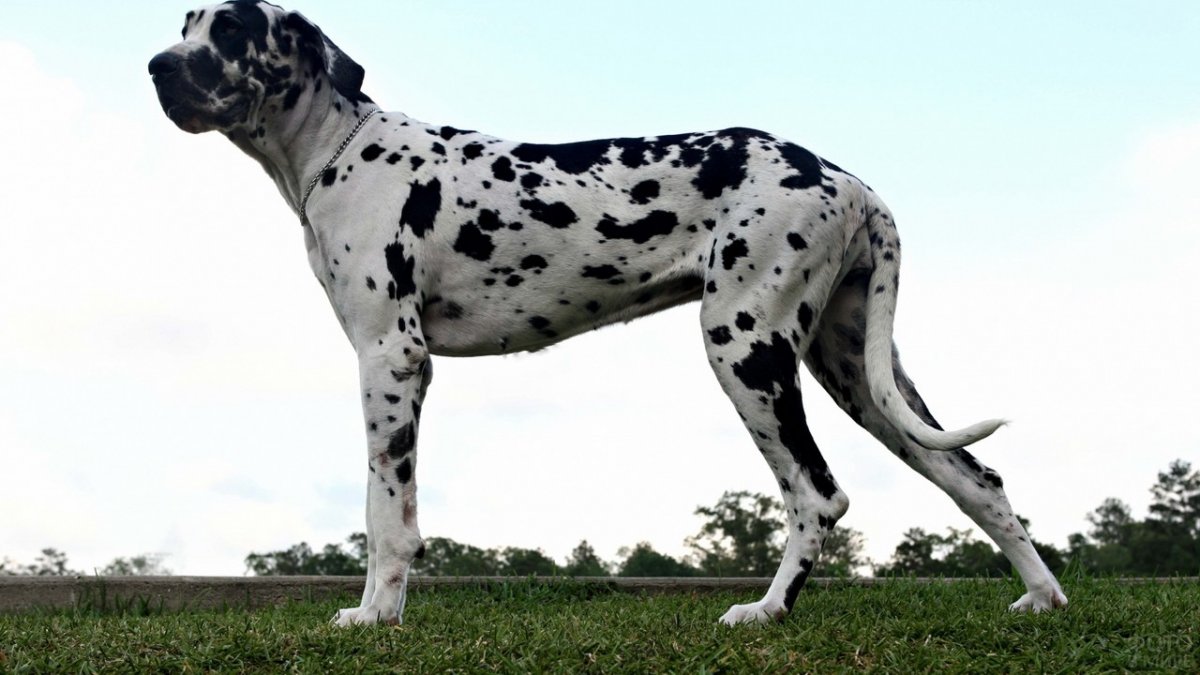 Датский дог мраморный