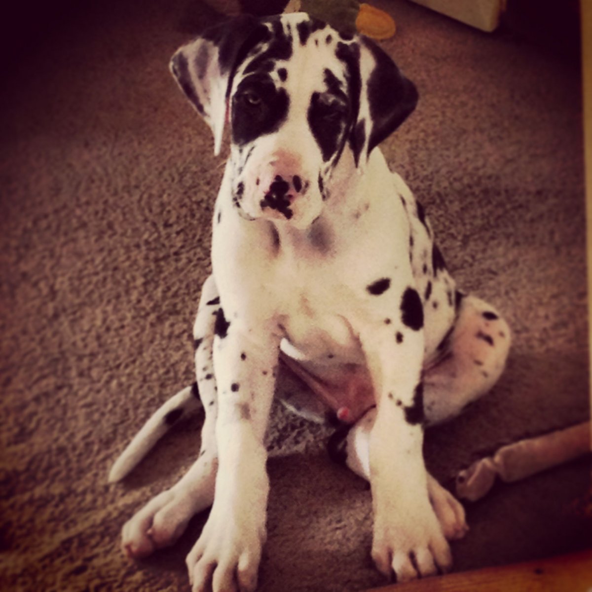 Порода собак Далматин