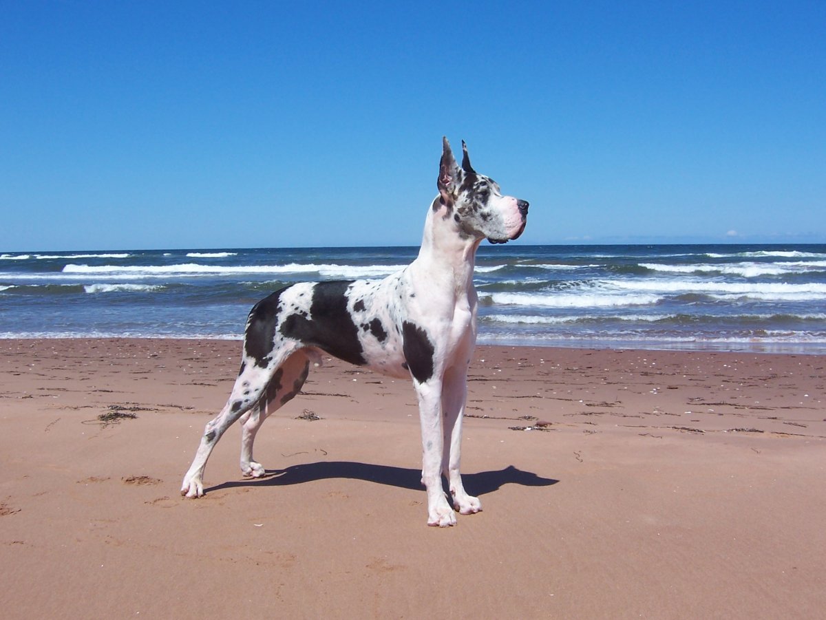 Собаки датский дог