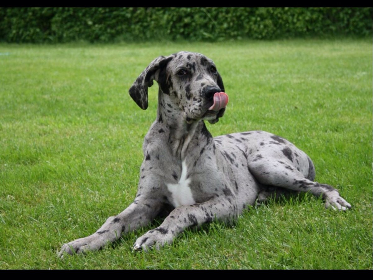 Королевский дог