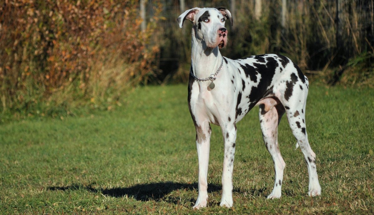 Мраморный дог Арлекин