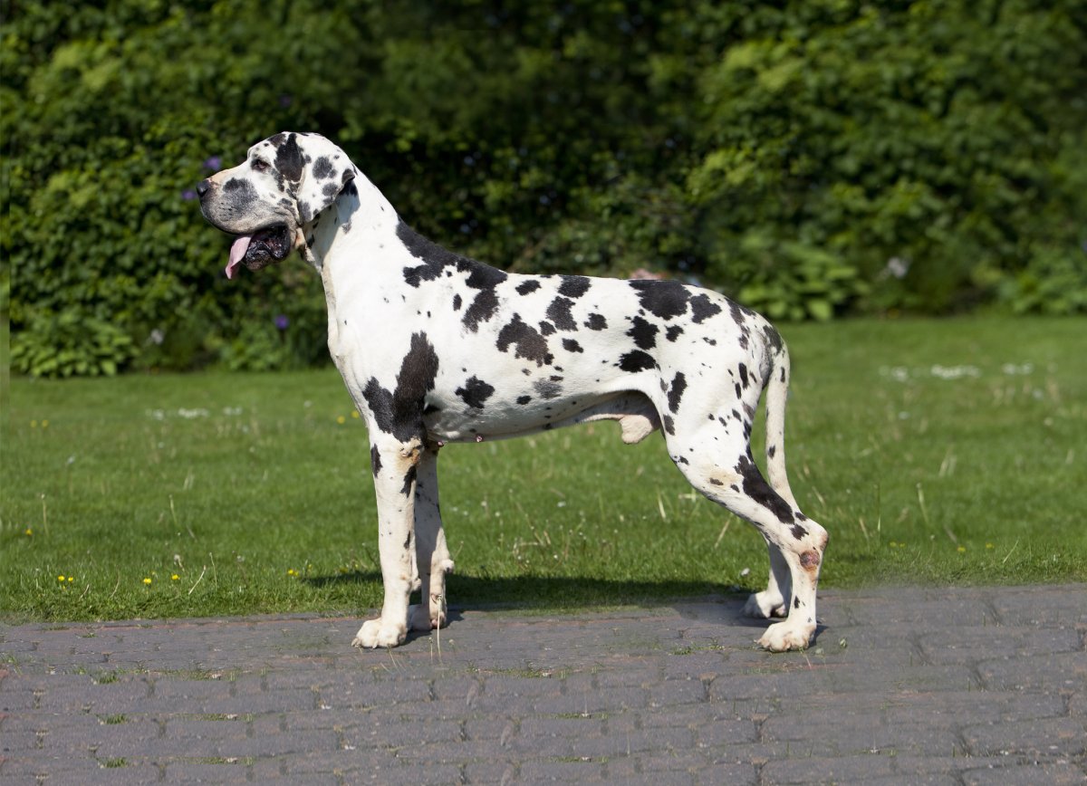 Королевский дог мраморный