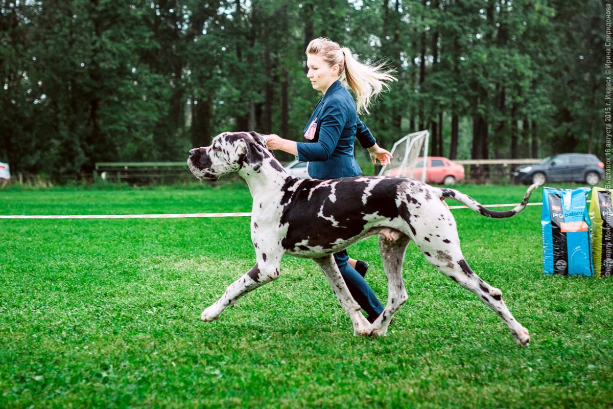 Немецкий дог ЗКС