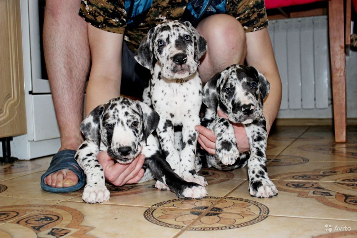 Далматинец дог Королевский