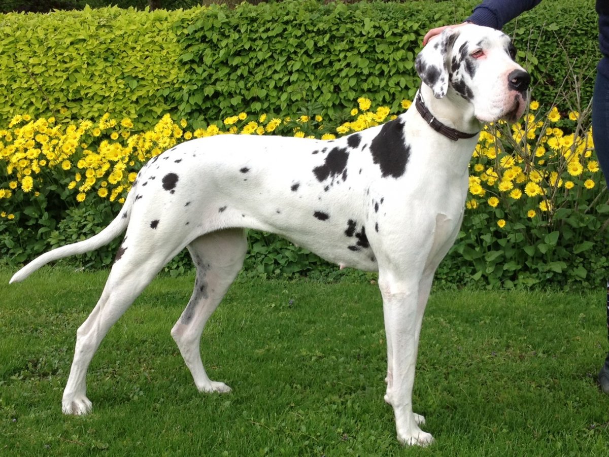 Мраморный дог