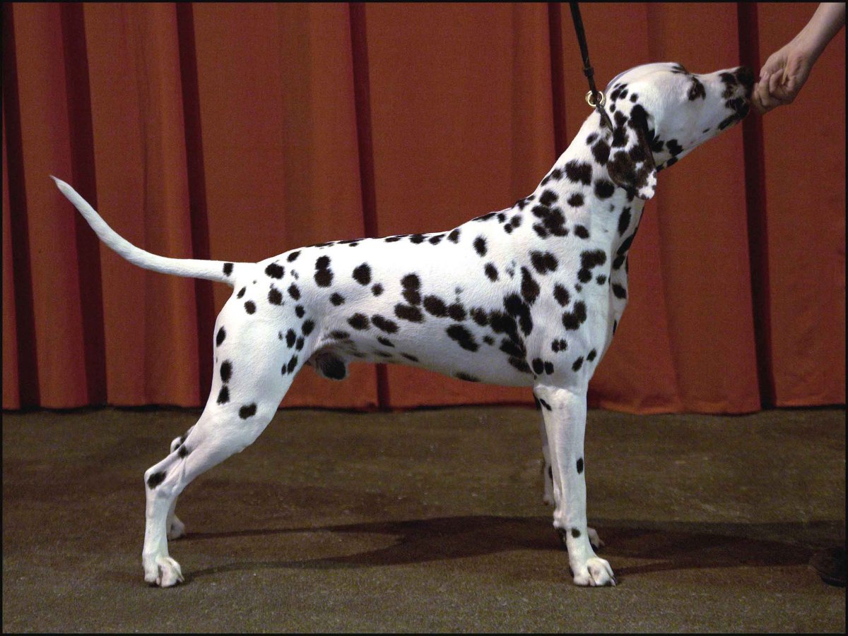 Немецкий дог в доме