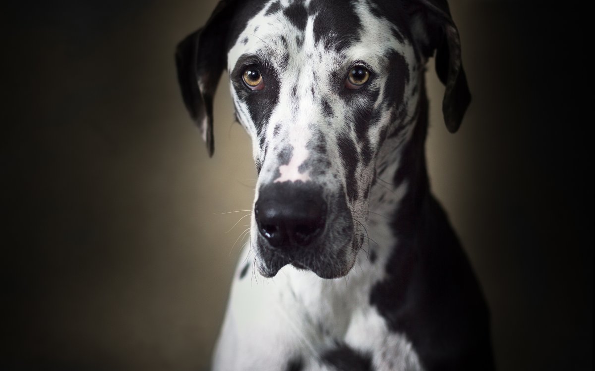 Немецкий дог мраморный