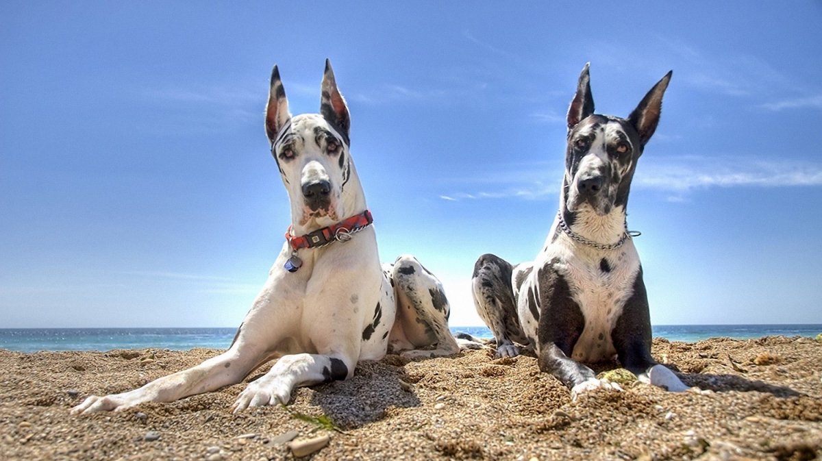 Great Dane собака