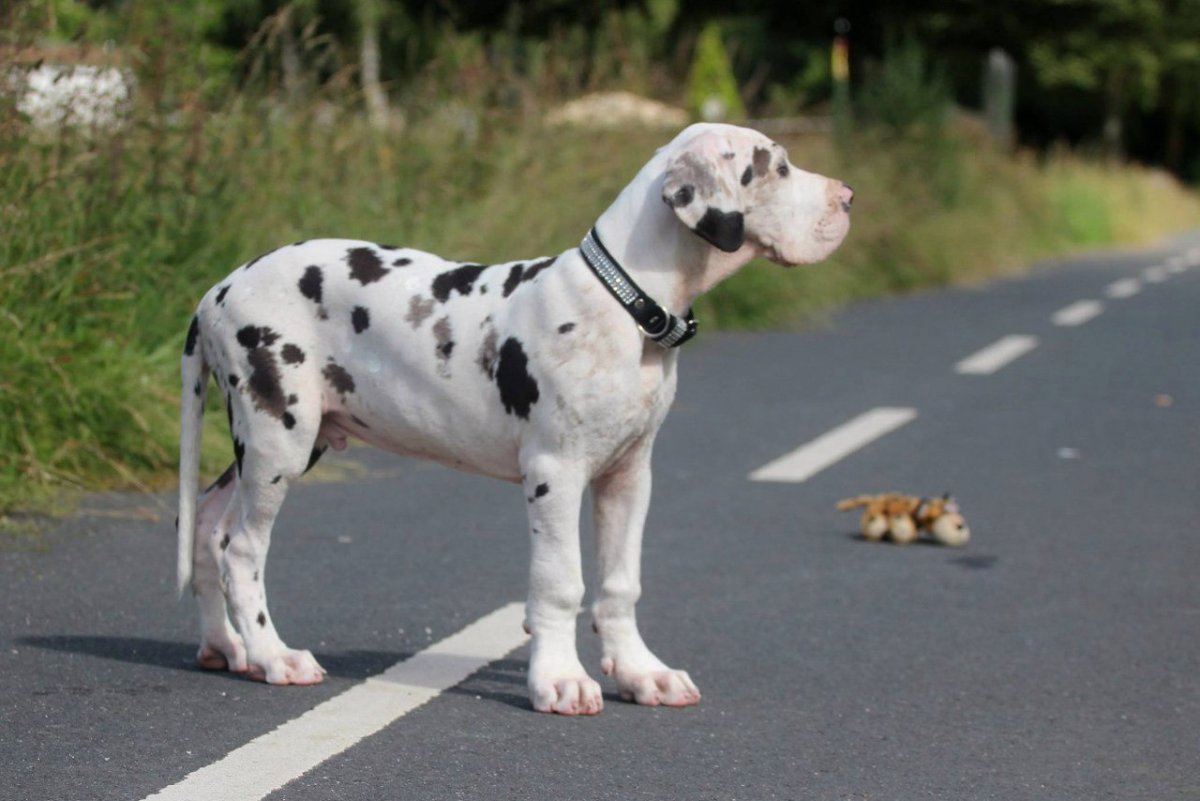 Немецкий дог мраморный щенок