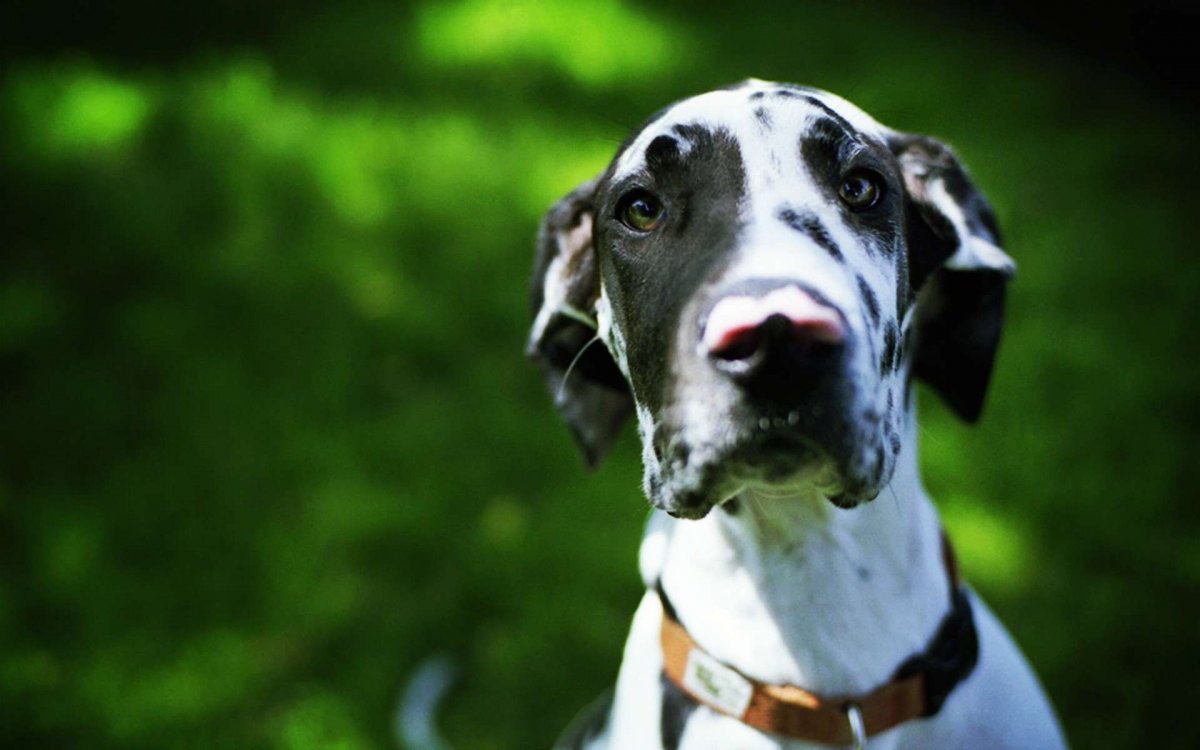 Мраморный дог