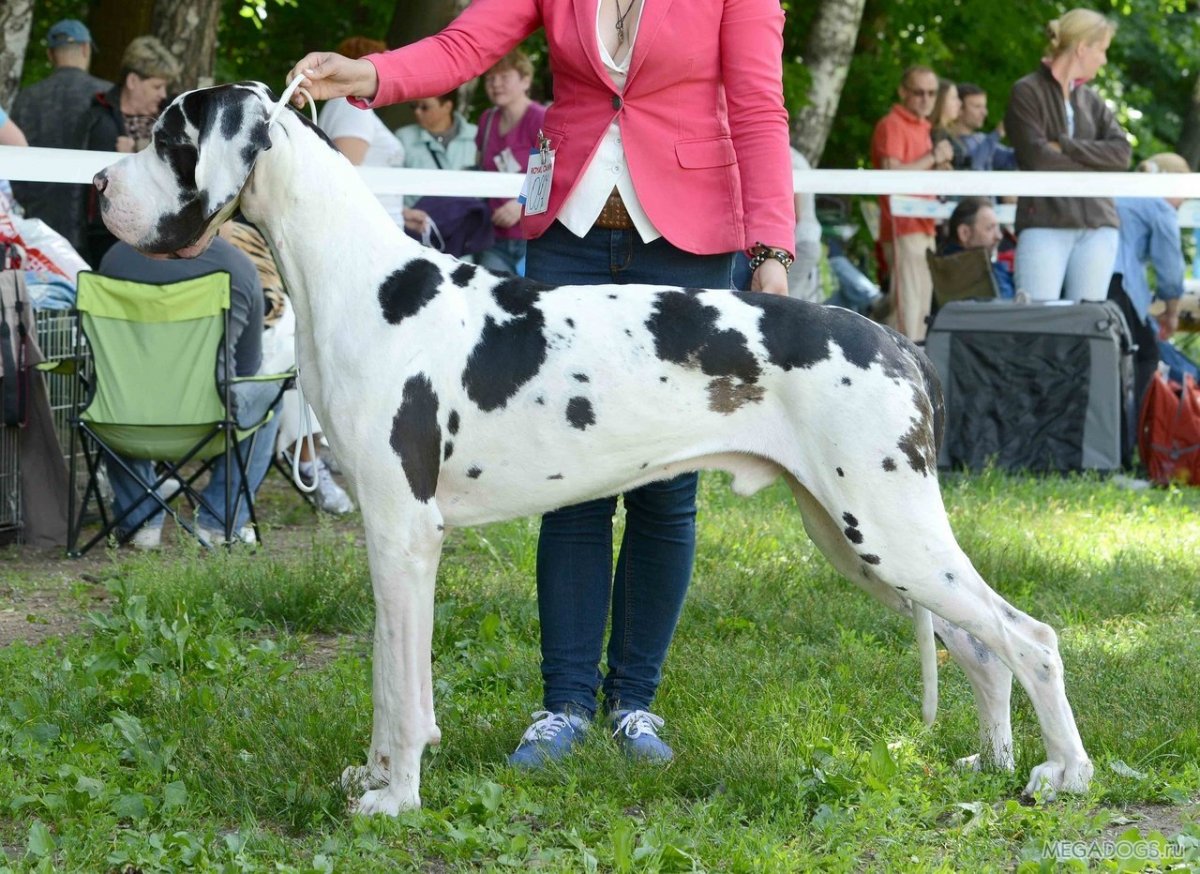 Красивый дог