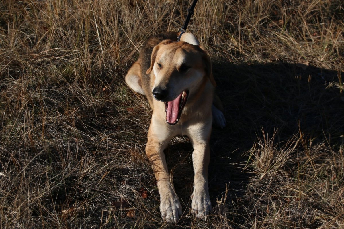 Гончие костромичи собаки