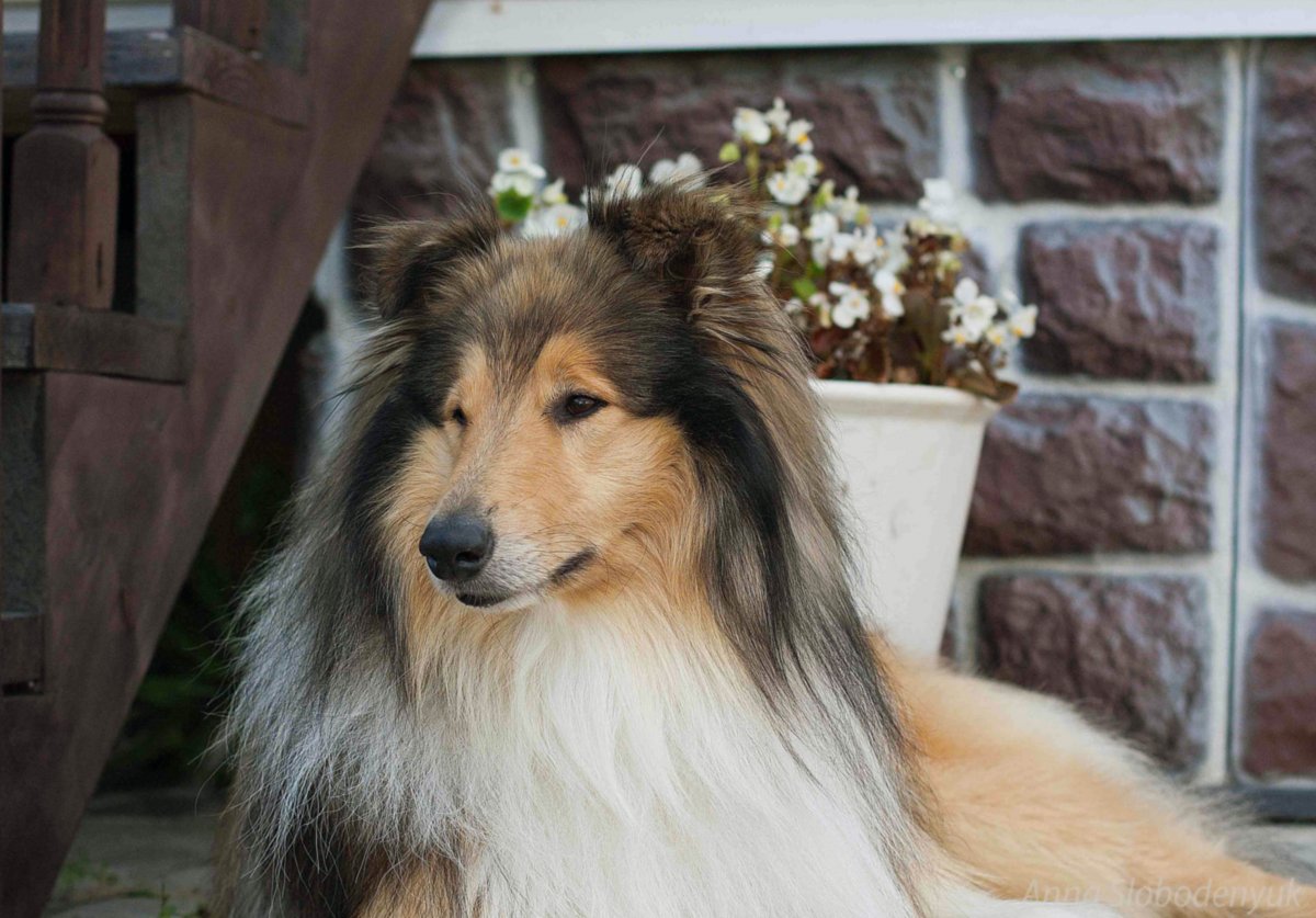 Собаки породы зимой