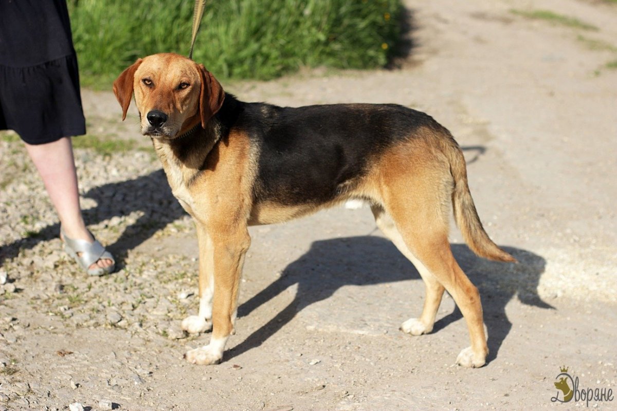 Сибирская гончая