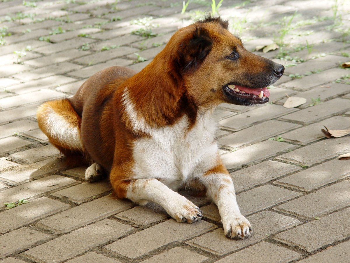 Домашние животные собаки породы
