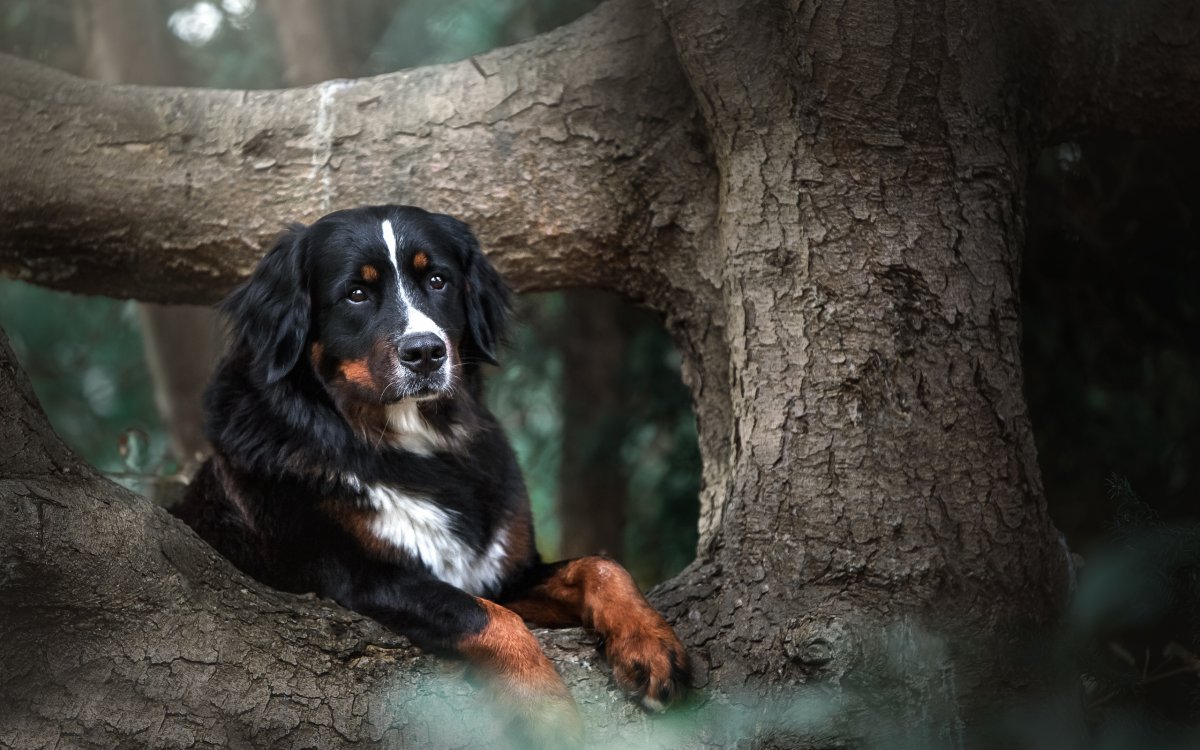 Тибетский мастиф