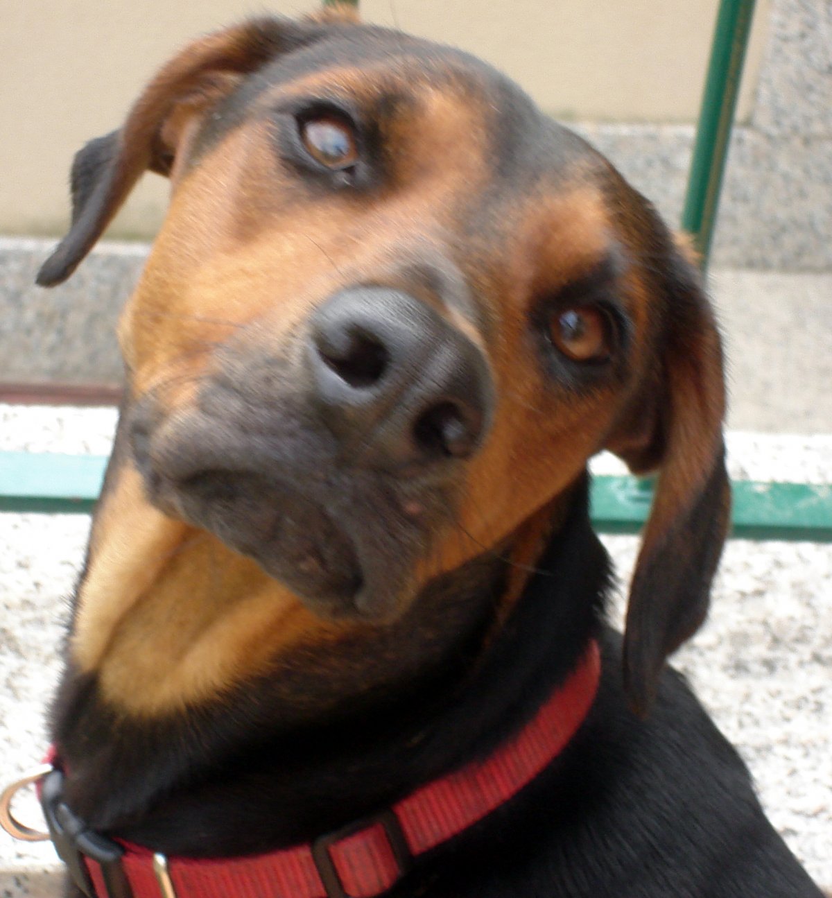 Кудрявые породы собак