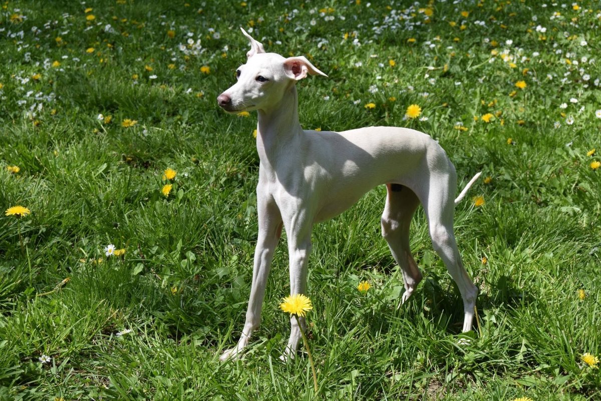 Азавак Левретка