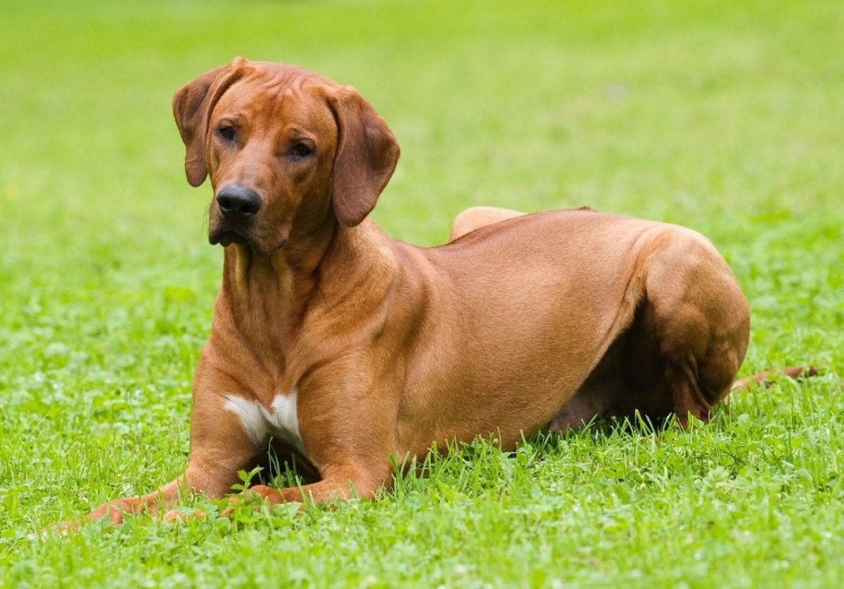 Цвергпинчер Рассел метис