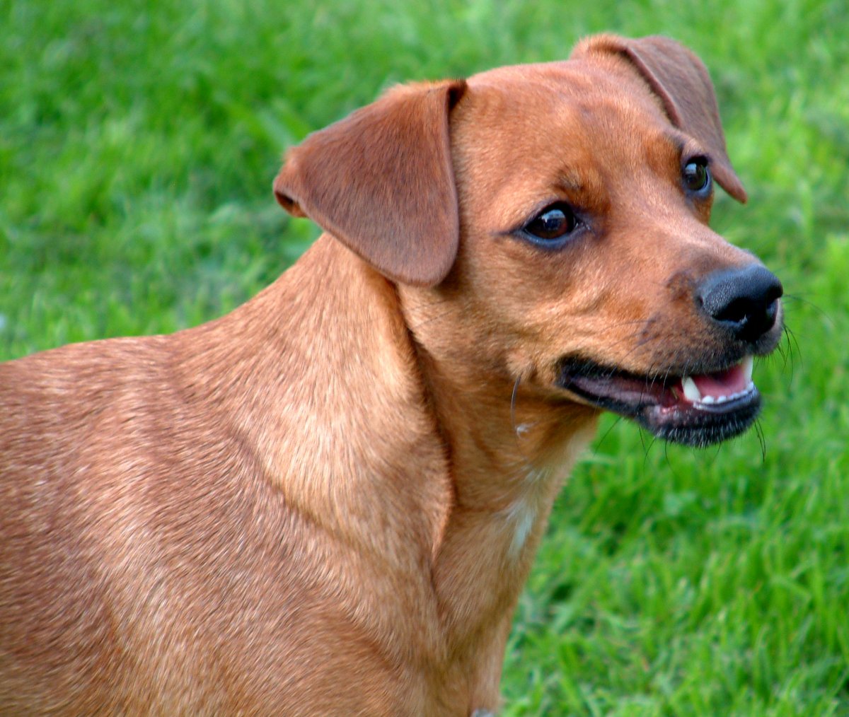 Ирландский красный сеттер