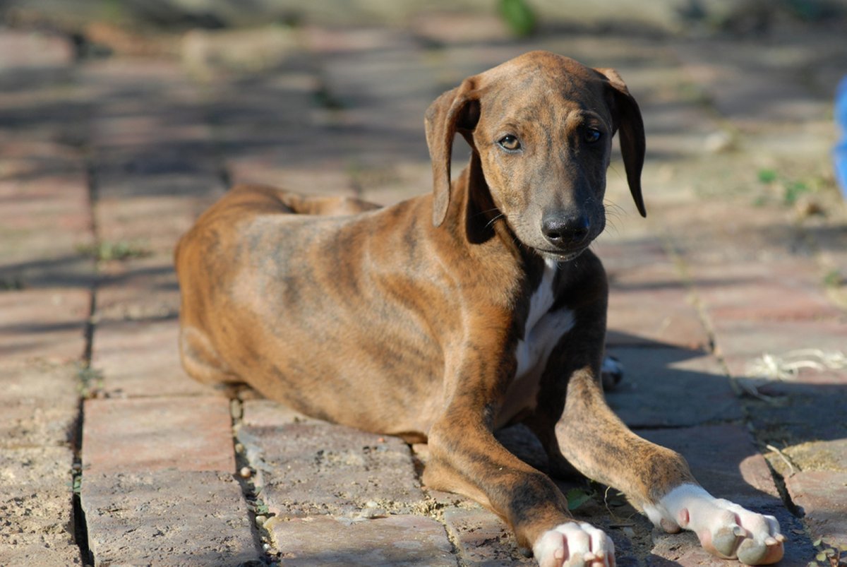 Арабская борзая Азавак