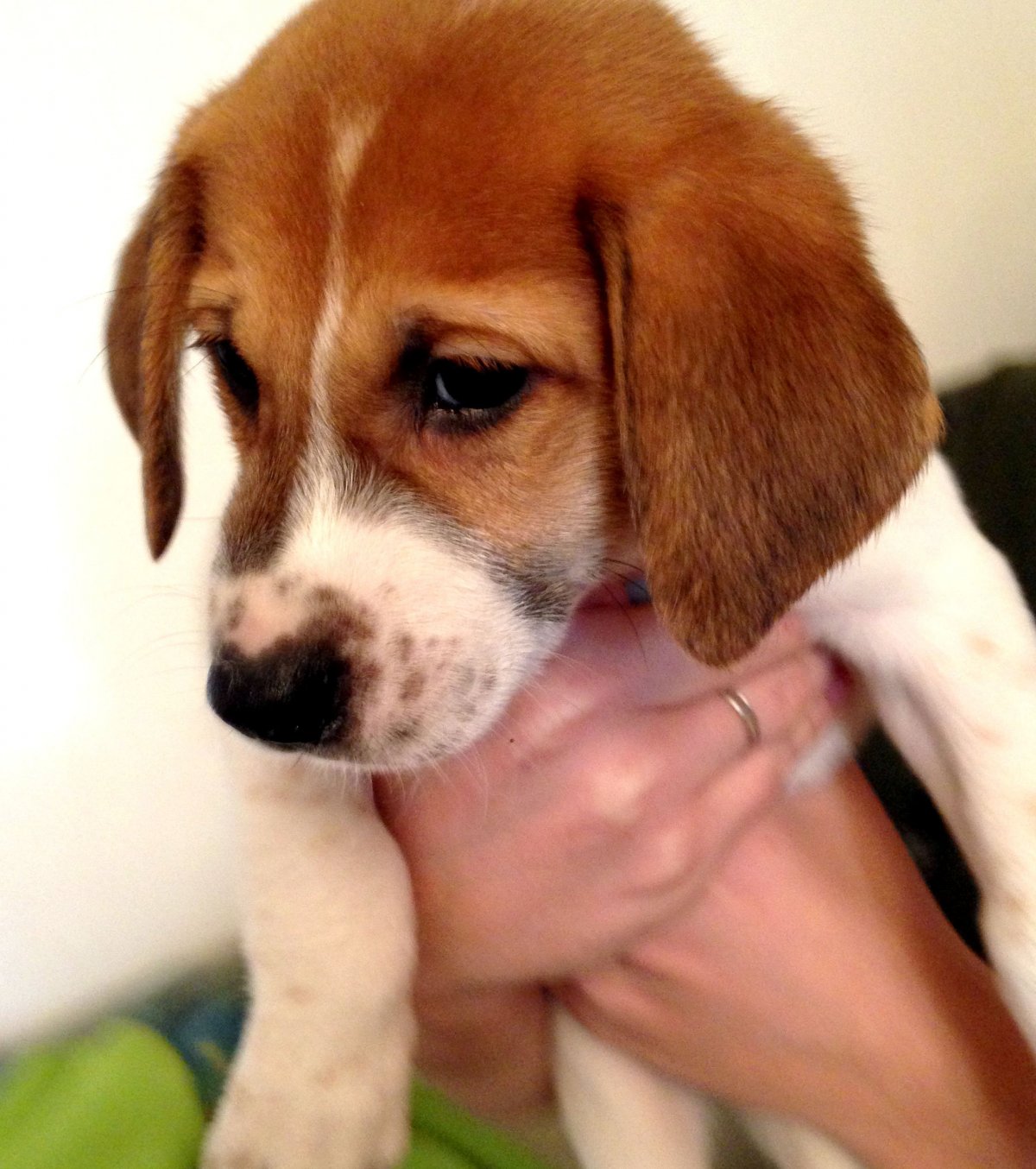 Русская пегая гончая