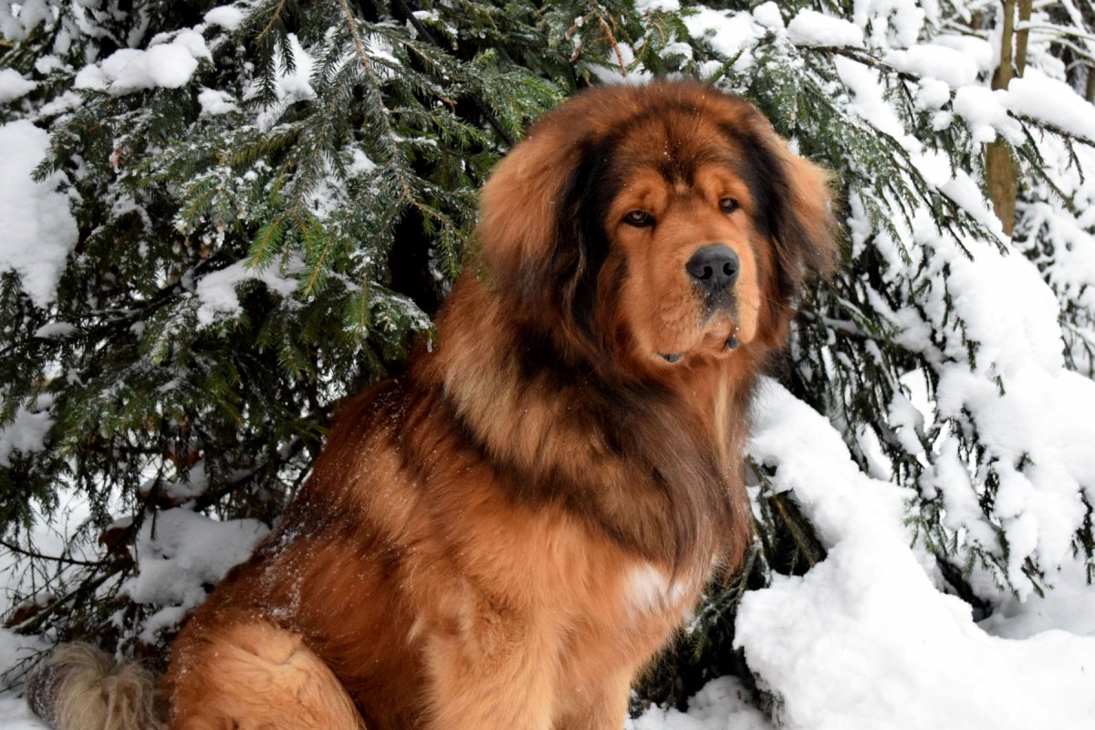 Груминг шелти