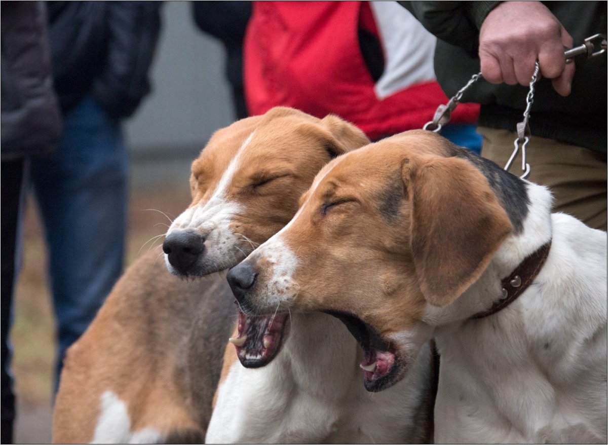 Русская пегая гончая собака
