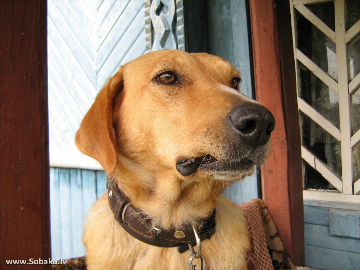 Порода русская гончая