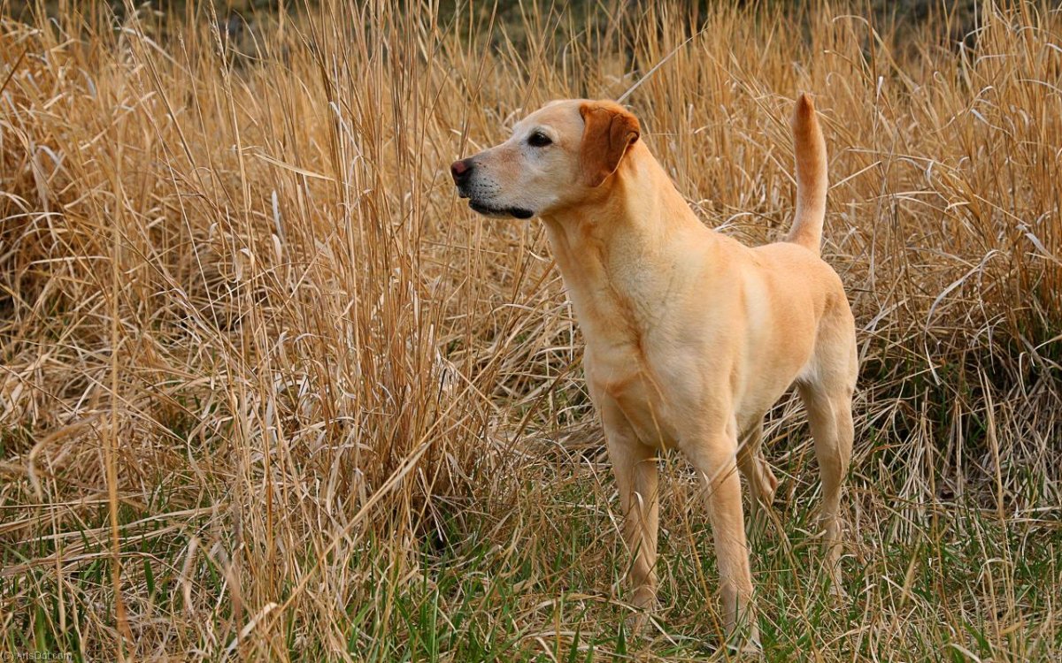 Собака породы Родезийский риджбек