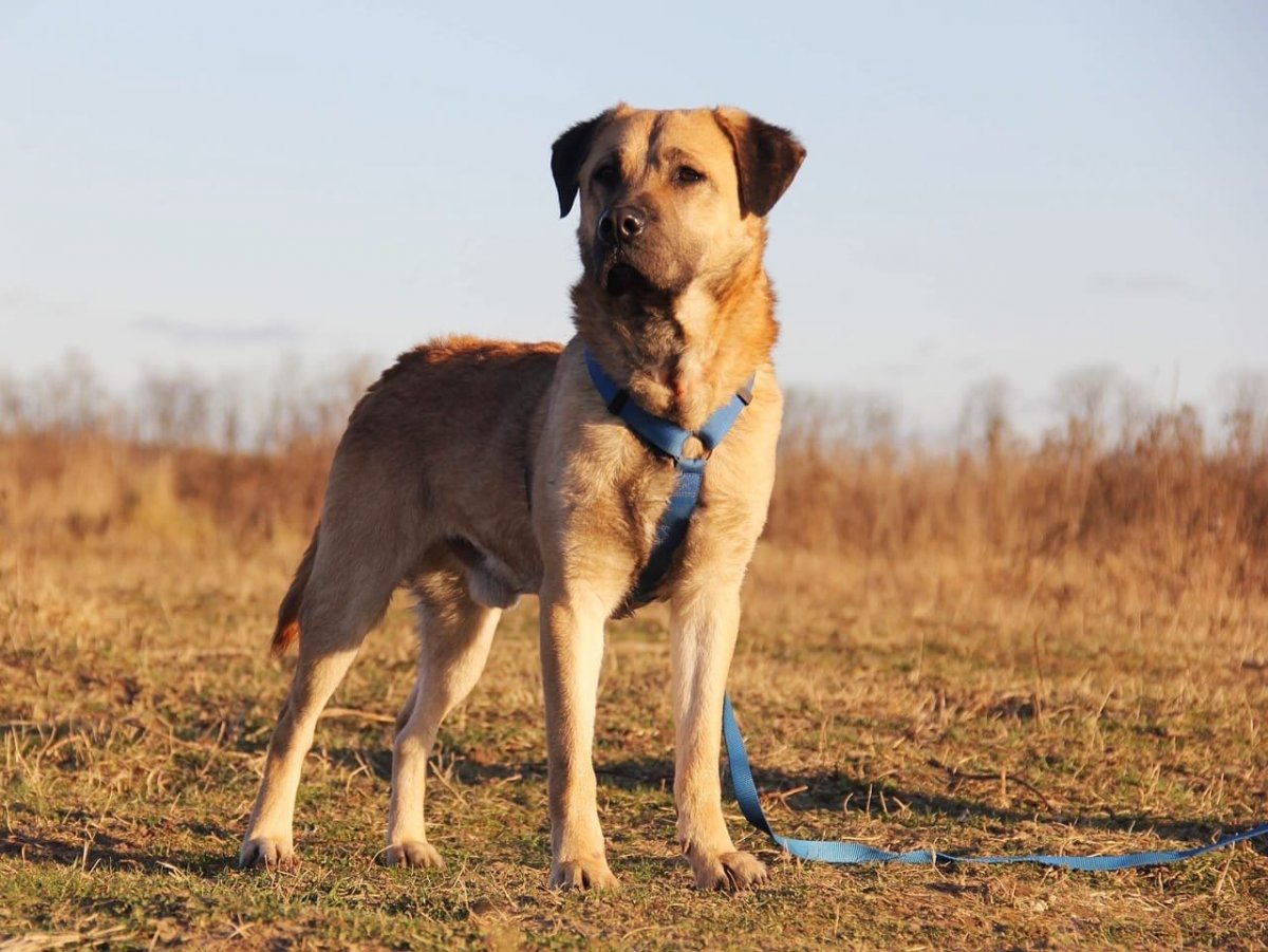 Родезийский риджбек