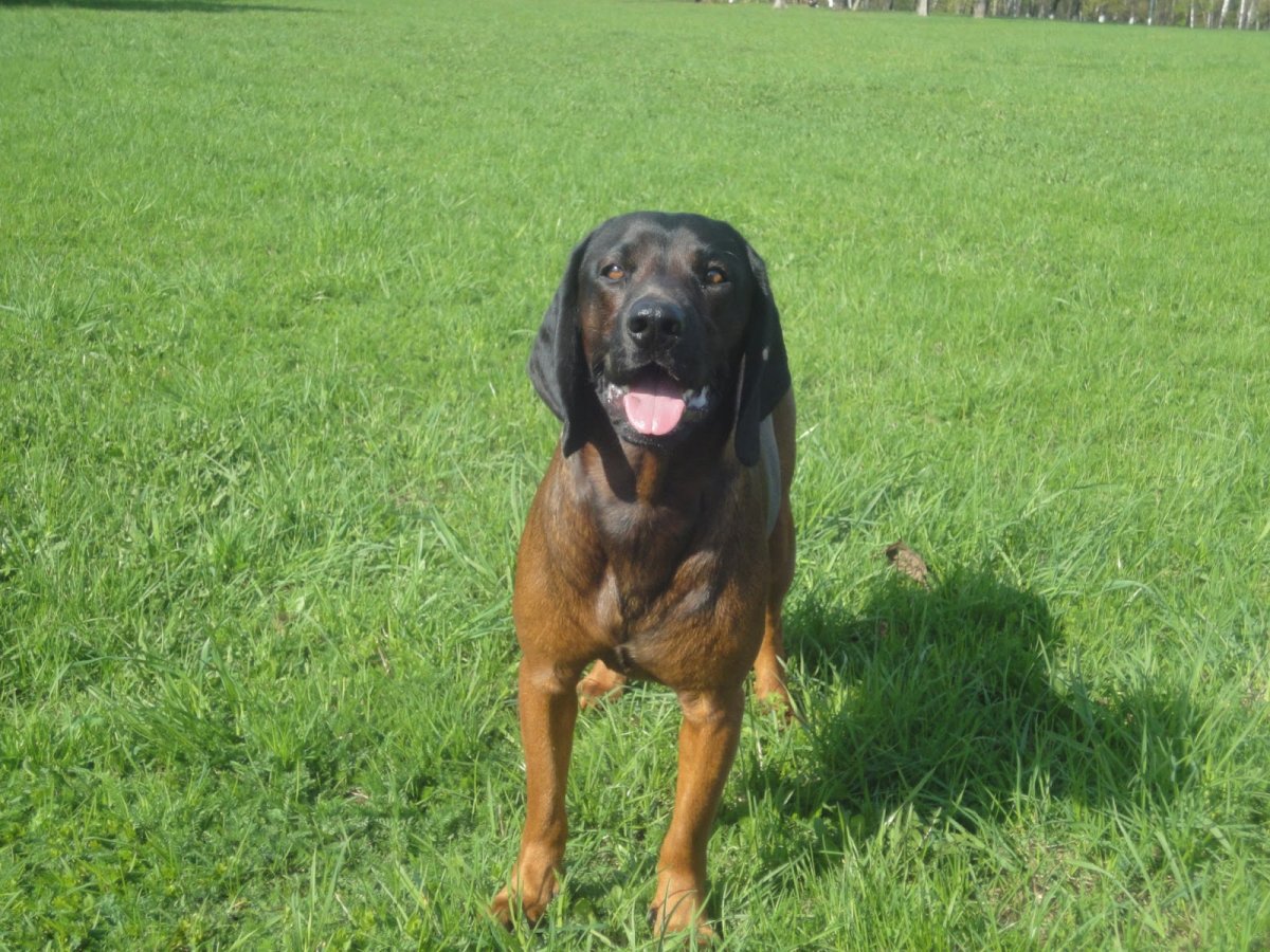 Бернский зенненхунд на природе