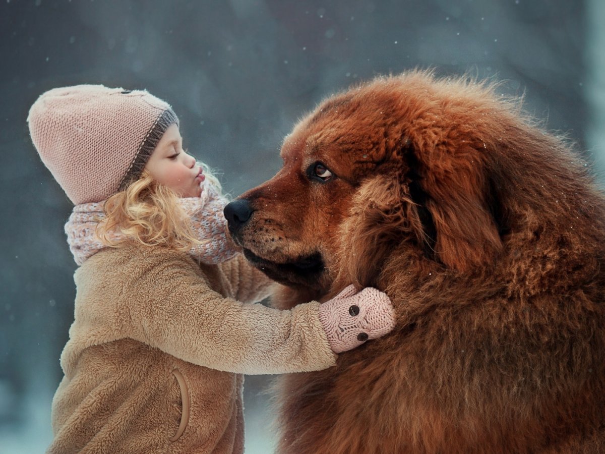 Тибетский мастиф девочка