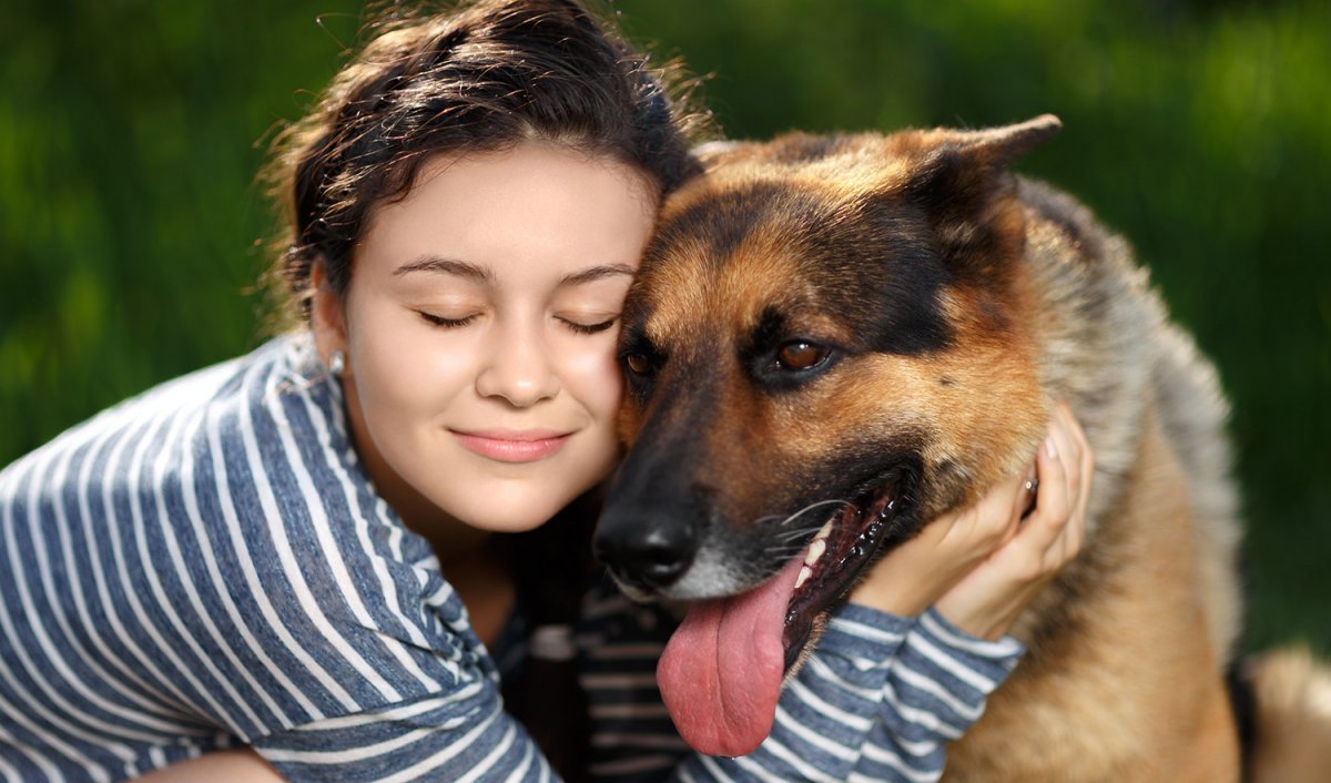 Немецкая овчарка с хозяином