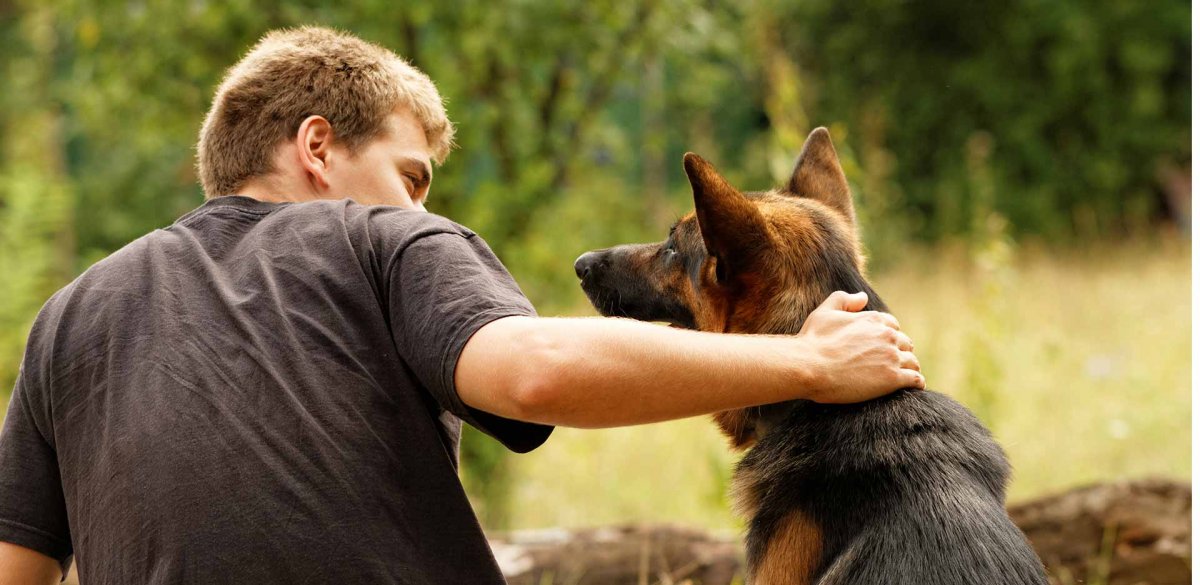 Немецкая овчарка мальчик