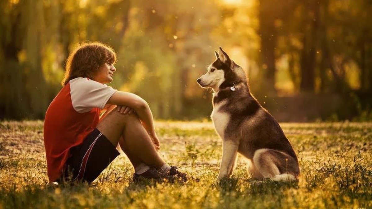 Собака друг человека