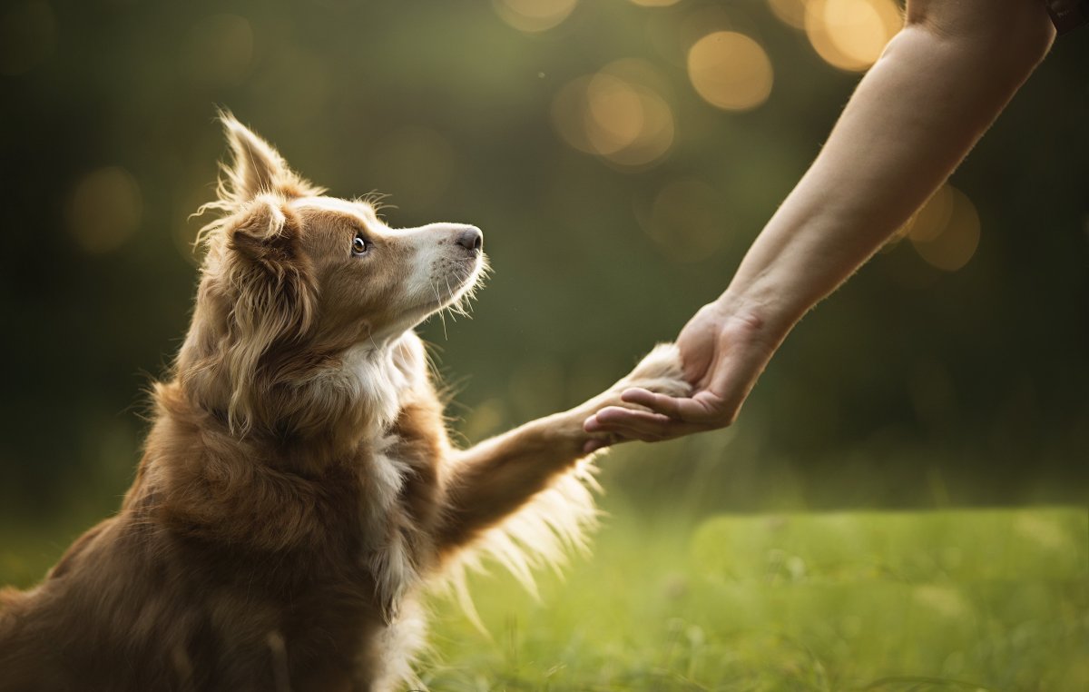 Собака и человек Дружба
