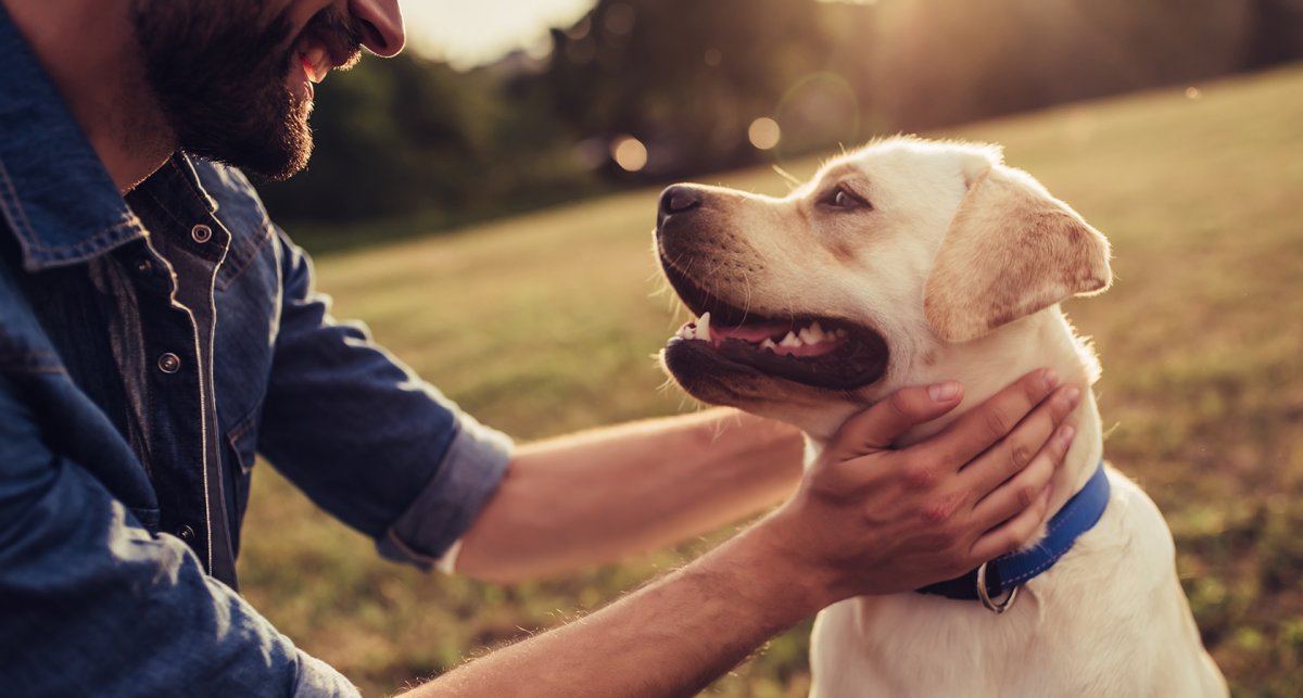 Собака и человек Дружба