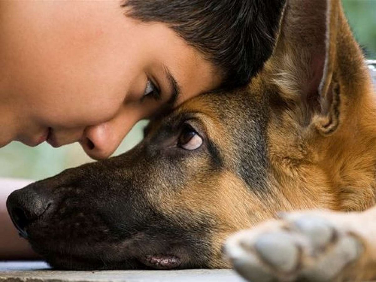 Собака друг человека