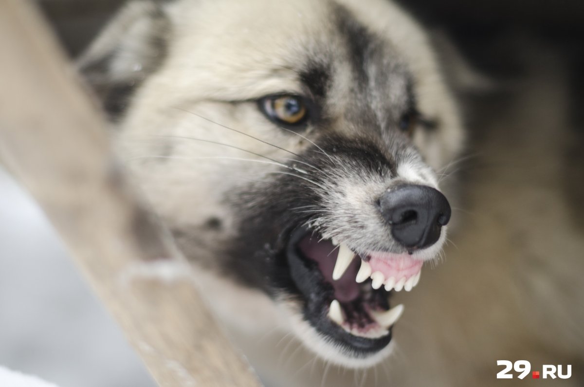Собака скалится