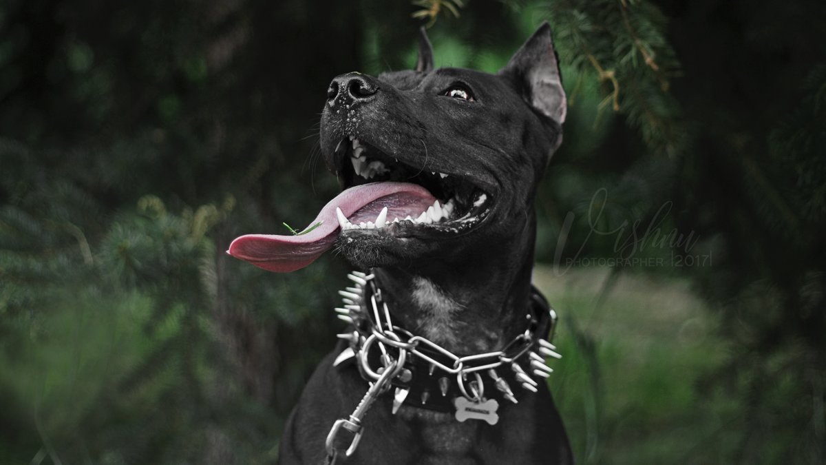 Амстафф черный