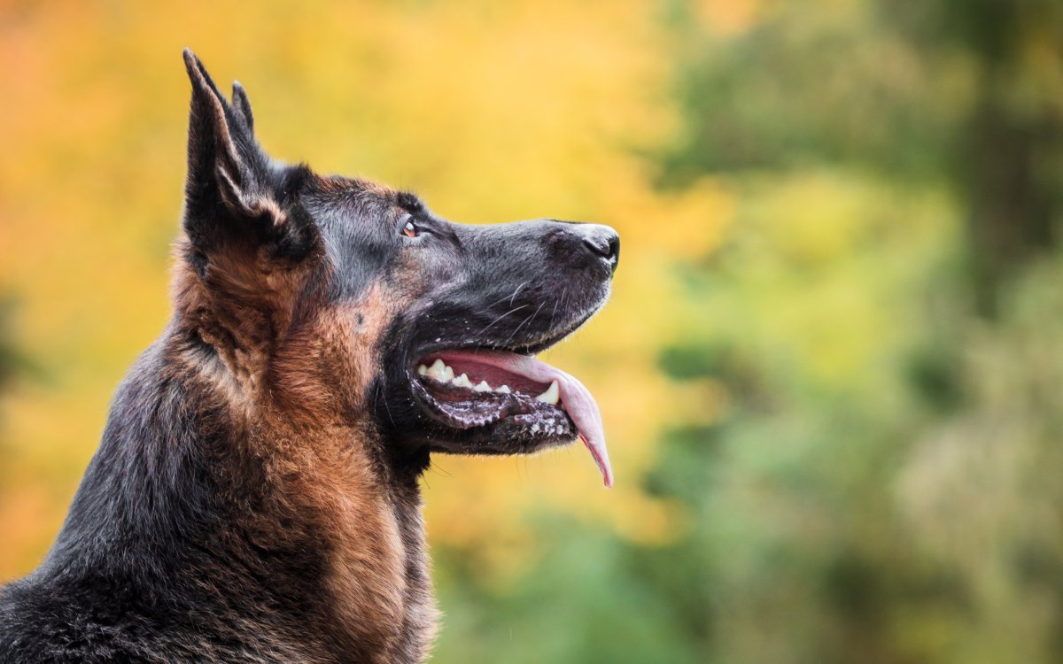 Собака в профиль немецкая овчарка