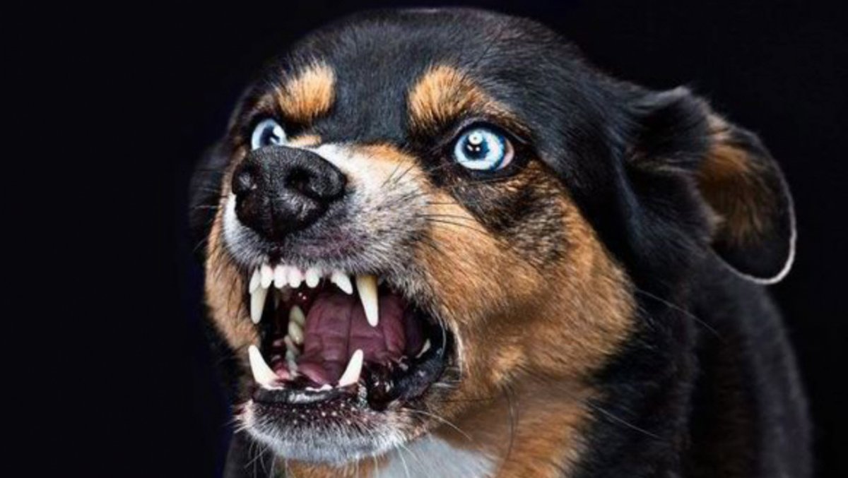 Оскал собаки