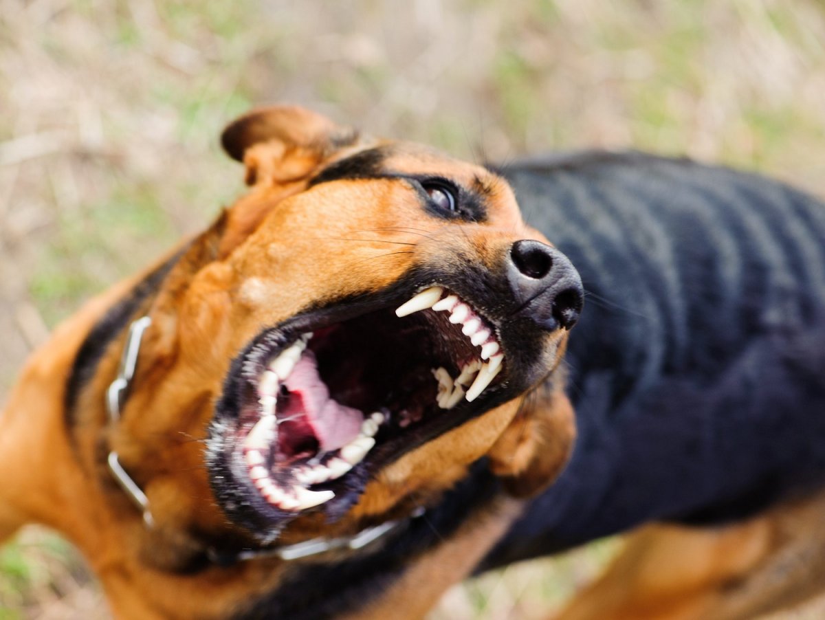 Агрессивная собака